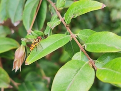 Episyrphus balteatus
