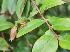 Episyrphus balteatus