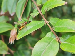 Episyrphus balteatus