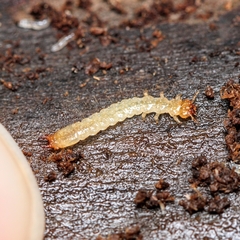 Tenebrionoidea