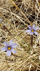 Sisyrinchium funereum