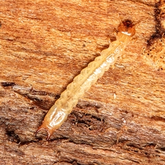 Tenebrionoidea