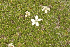 Veronica pulvinaris