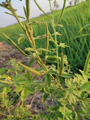 Cleome viscosa