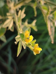 Cleome viscosa