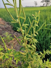Cleome viscosa