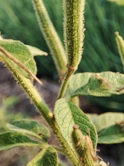 Cleome viscosa