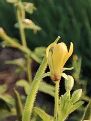 Cleome viscosa