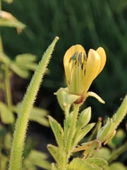Cleome viscosa