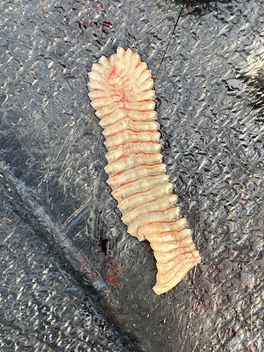 Asian Tapeworm (Taenia asiatica) · iNaturalist