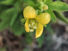 Cleome viscosa