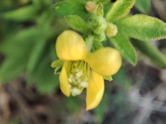 Cleome viscosa