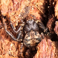 Bassaniana