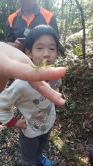 Hierodula patellifera