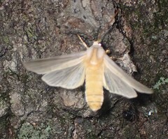 Halysidota tessellaris