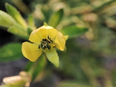 Cleome viscosa