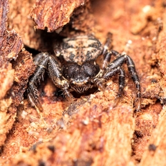 Bassaniana