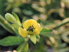 Cleome viscosa