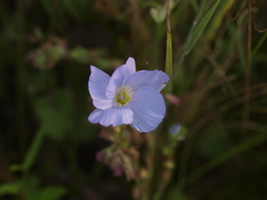 Linum hirsutum