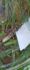 Listroscelidinae