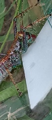 Listroscelidinae