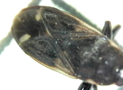 Eremocoris