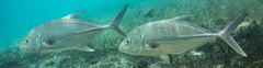 Caranx papuensis