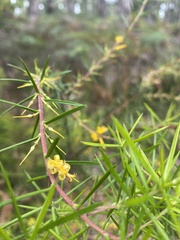 Persoonia juniperina