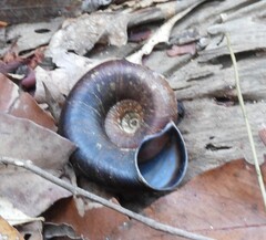 Pedinogyra rotabilis