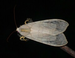 Halysidota tessellaris