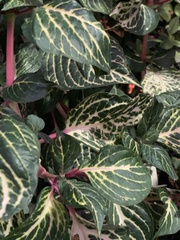 Codiaeum variegatum