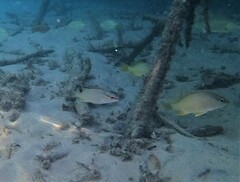 Lutjanus argentiventris
