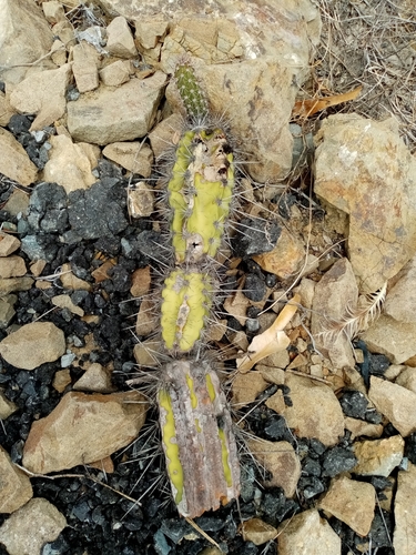 Armatocereus cartwrightianus, photograph 1