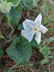 Trichosanthes scabra