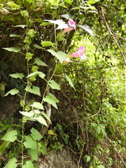 Lophospermum erubescens