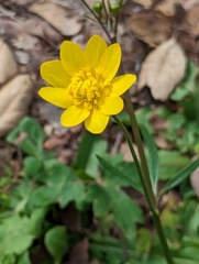 Ranunculus californicus