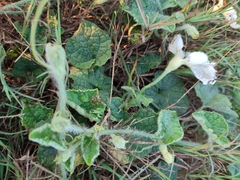 Trichosanthes scabra