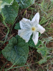 Trichosanthes scabra