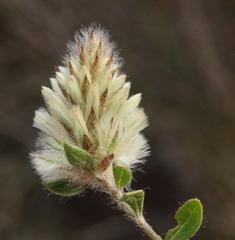 Ptilotus spathulatus