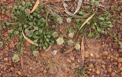 Ptilotus spathulatus