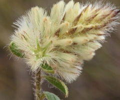 Ptilotus spathulatus