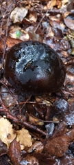 Tylopilus formosus