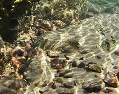 Neoniphon suborbitalis