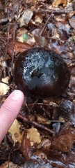 Tylopilus formosus