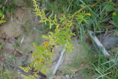 Dysphania ambrosioides