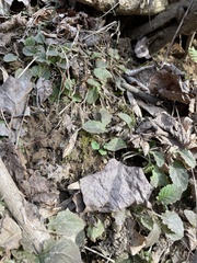 Micranthes virginiensis