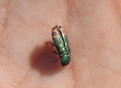 Castiarina ocelligera