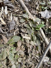 Micranthes virginiensis