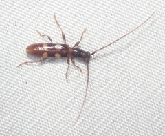 Heterachthes quadrimaculatus