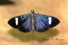 Erilusa leucoplagalis